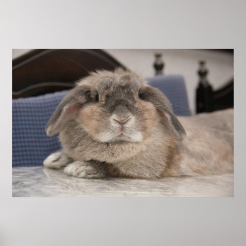 Andora the bunny Chillaxing Poster