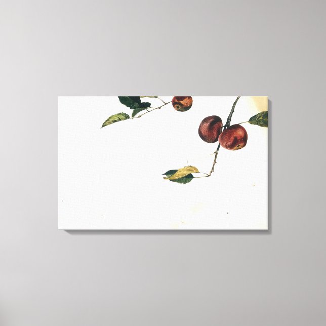 Andrew Wyeth - APPLES ON A BOUGH STUDY BEFORE PICK Canvas Print (Front)