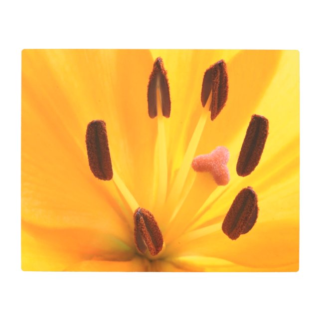 Androecium Metal Wall Art (Front)