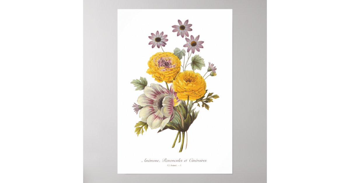 Anemone and Ranunculus Poster | Zazzle