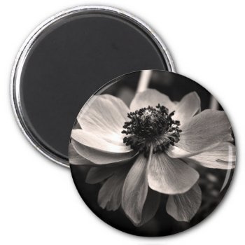 Anemone Black White Photography Round Magnet by PBsecretgarden at Zazzle