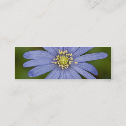 Anemone Blanda Business Card Template