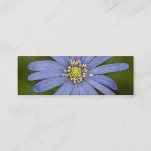 Customizable Anemone Blanda Business Card Template