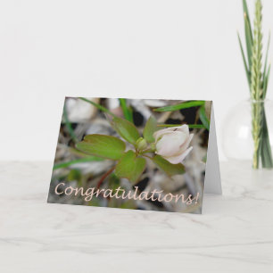 Anemone Bud Congratulations Card