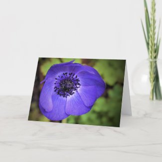 Anemone, card