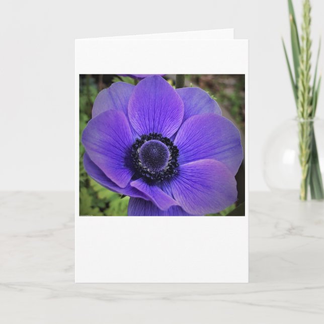 Anemone, card (Front)