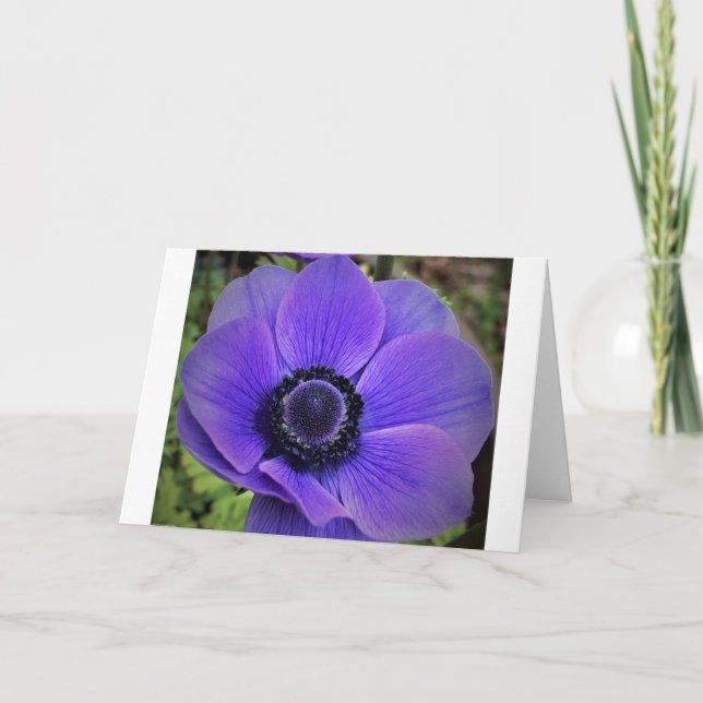 Anemone, card (Front)