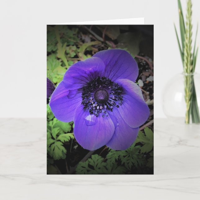 Anemone, card (Front)