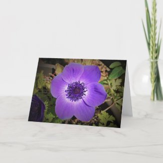 Anemone, card