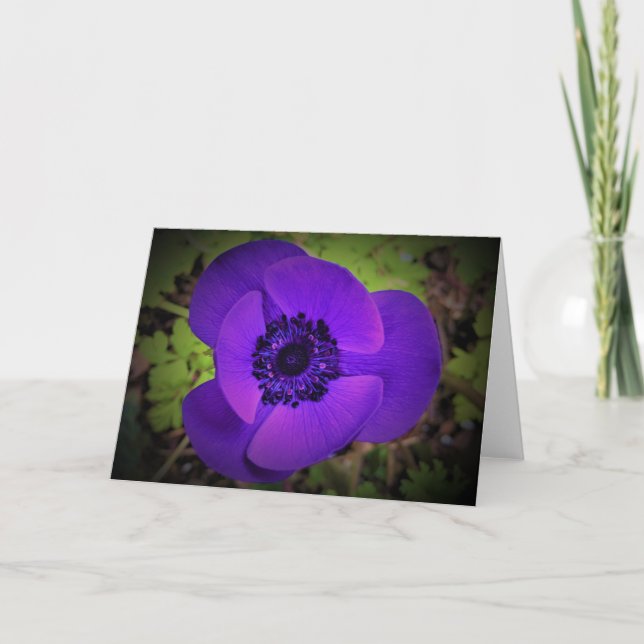 Anemone, card (Front)