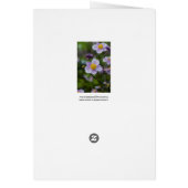 Anemone Cards (Back)