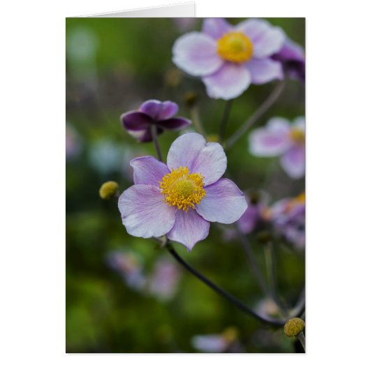 Anemone Cards (Front)