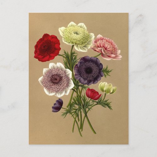 Anemone Coronaria Fl Pl Doubles Anemones Postcard