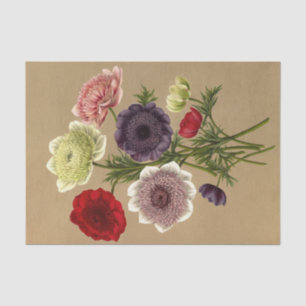 Anemone Coronaria Fl. Pl. (Doubles Anemones) Tissue Paper