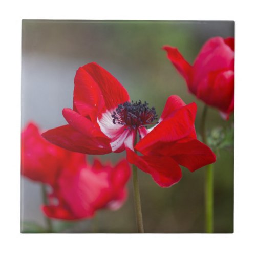 anemone coronaria in the garden tile