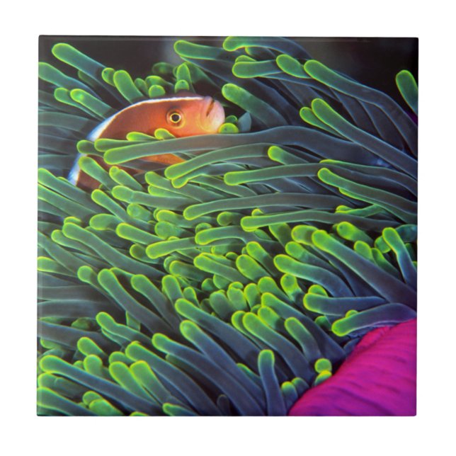 Anemone Fish Hiding In Anemone, Mozambique 2 Ceramic Tile (Front)