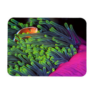 Anemone Fish Hiding In Anemone, Mozambique 2 Magnet