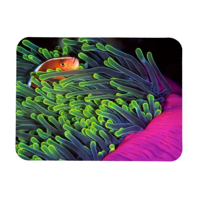 Anemone Fish Hiding In Anemone, Mozambique 2 Magnet (Horizontal)