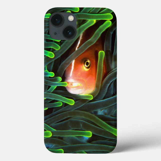 Anemone Fish Hiding In Anemone, Mozambique Case-Mate iPhone Case (Back)