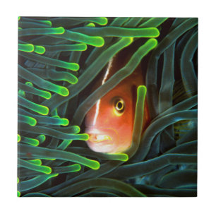 Anemone Fish Hiding In Anemone, Mozambique Tile