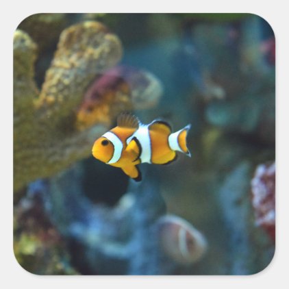 Anemone Fish Square Sticker