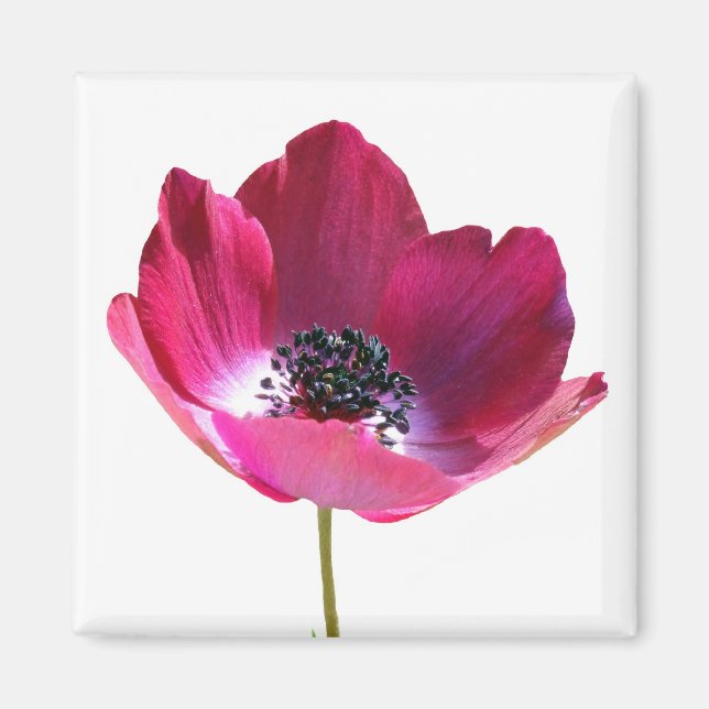 Anemone Flower Magnet (Front)