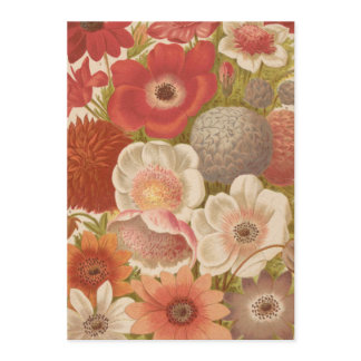 Anemone | George Nicholson Cards
