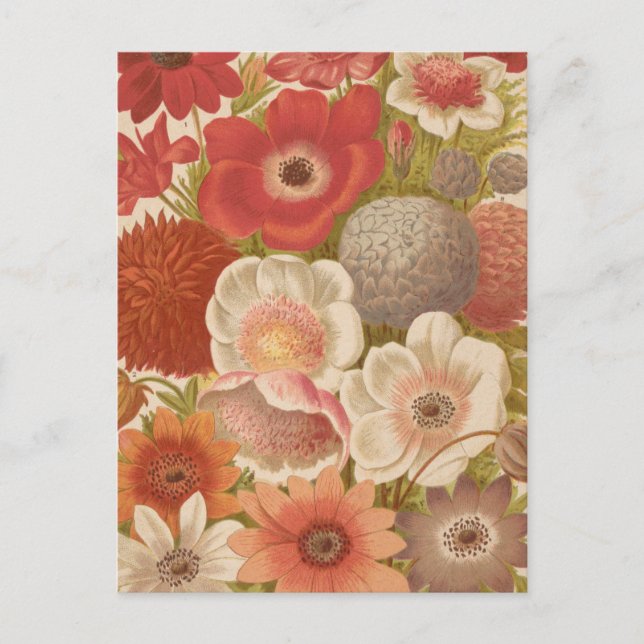 Anemone | George Nicholson Postcard (Front)