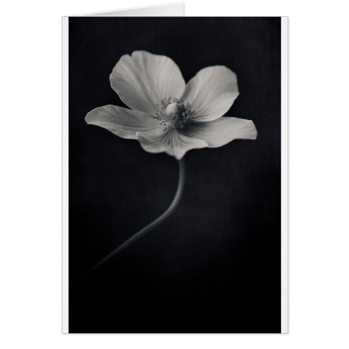 anemone in black and white card
