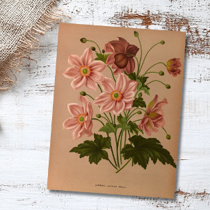 Anemone Japonica Rosea Exquisite Vintage Botanical Postcard