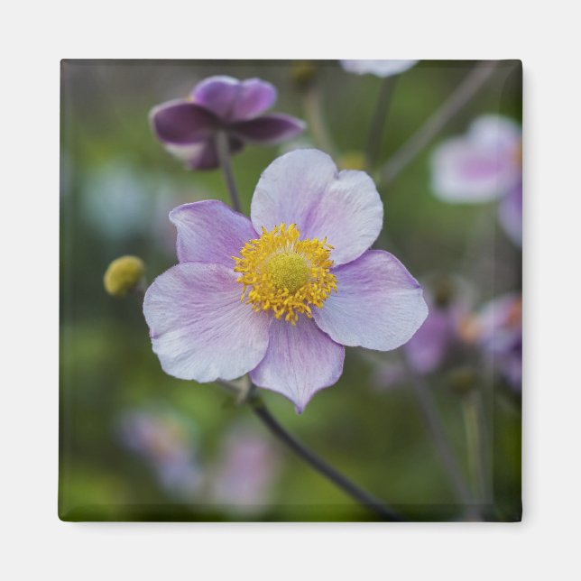 Anemone Magnet (Front)