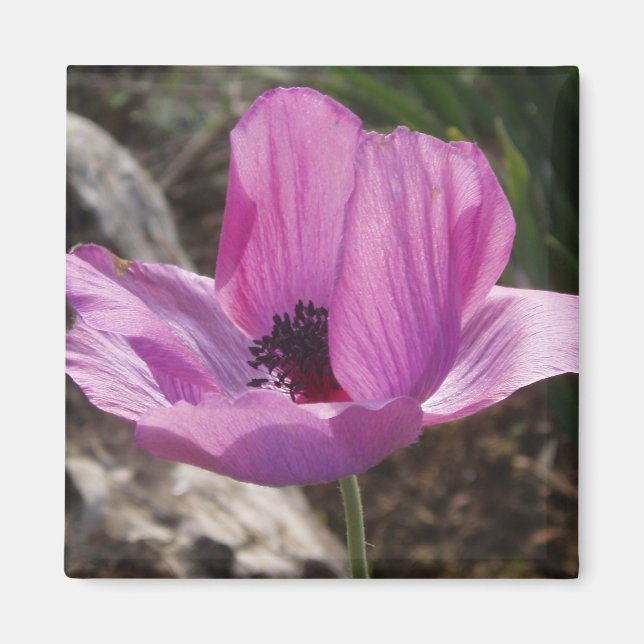 Anemone Magnet (Front)