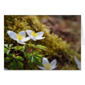 Anemone nemorosa windflower (Front Horizontal)