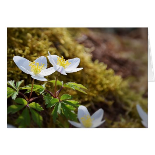 Anemone nemorosa windflower (Front Horizontal)
