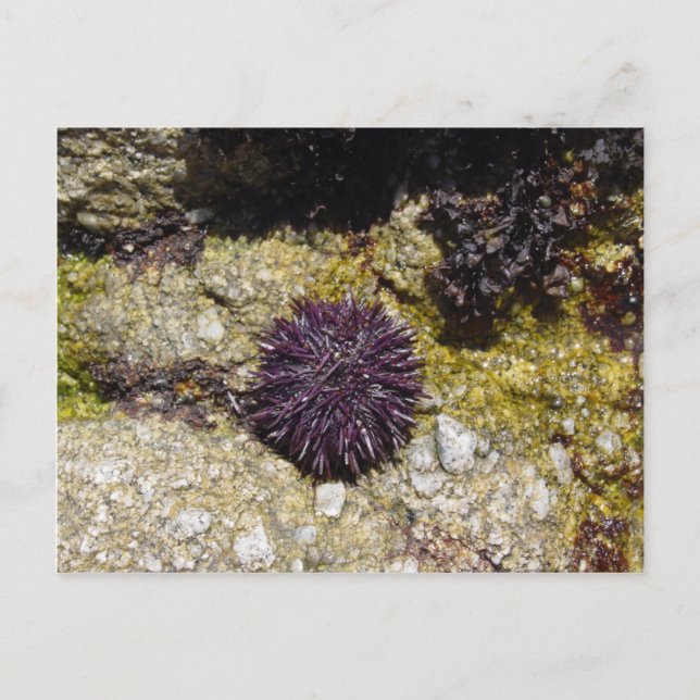 Anemone Postcard (Front)