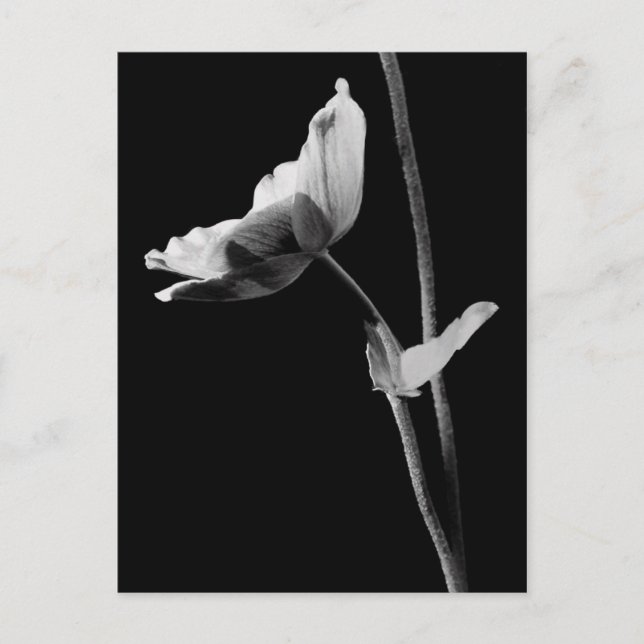 Anemone Postcard B&W (Front)