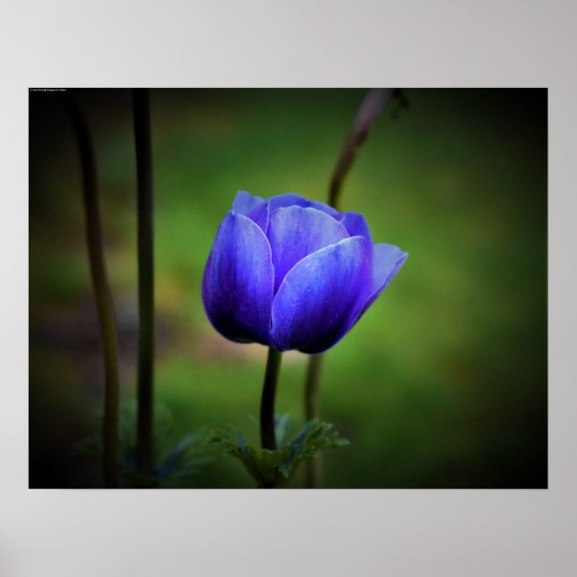 Anemone, Poster (Front)