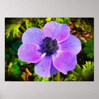 Anemone, Poster