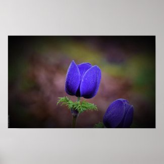 Anemone, Poster