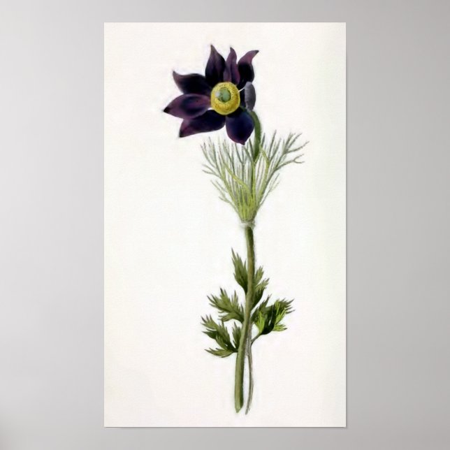 "Anemone Pulsatilla" Vintage Illustration Poster (Front)