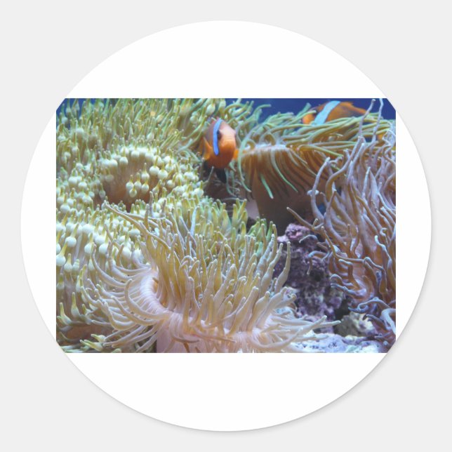 anemone, with peeking clown fish classic round sticker (Front)