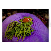 Anemonefish and large anemone (Front Horizontal)