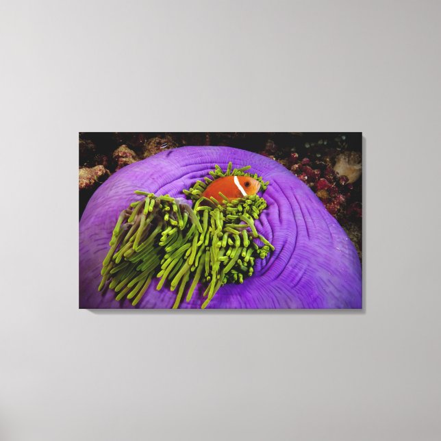 Anemonefish and large anemone canvas print (Front)
