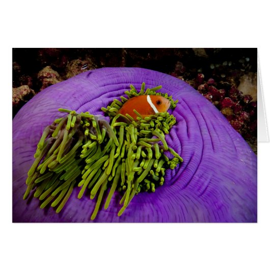 Anemonefish and large anemone cards (Front Horizontal)