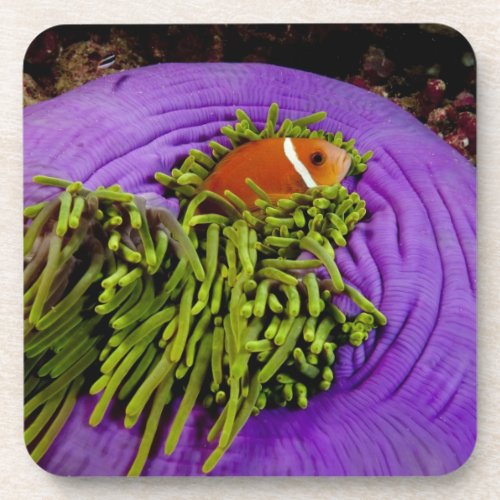 Anemonefish and large anemone coaster