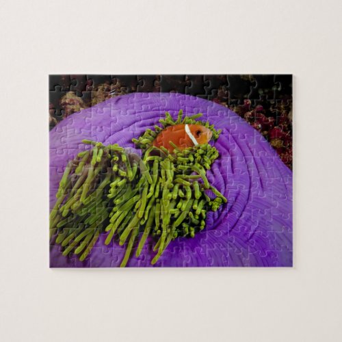 Anemonefish and large anemone jigsaw puzzle