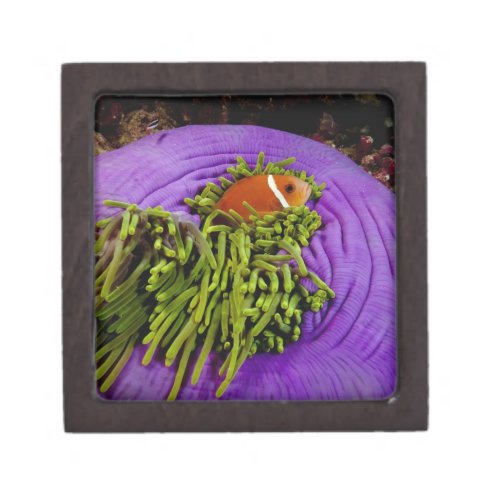 Anemonefish and large anemone keepsake box