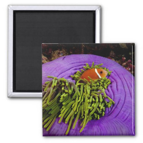 Anemonefish and large anemone magnet