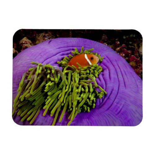 Anemonefish and large anemone magnet