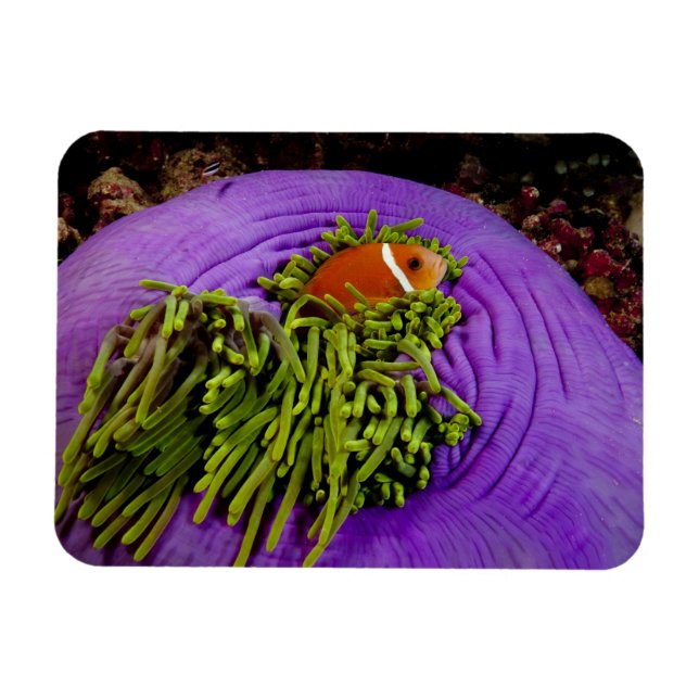 Anemonefish and large anemone magnet (Horizontal)